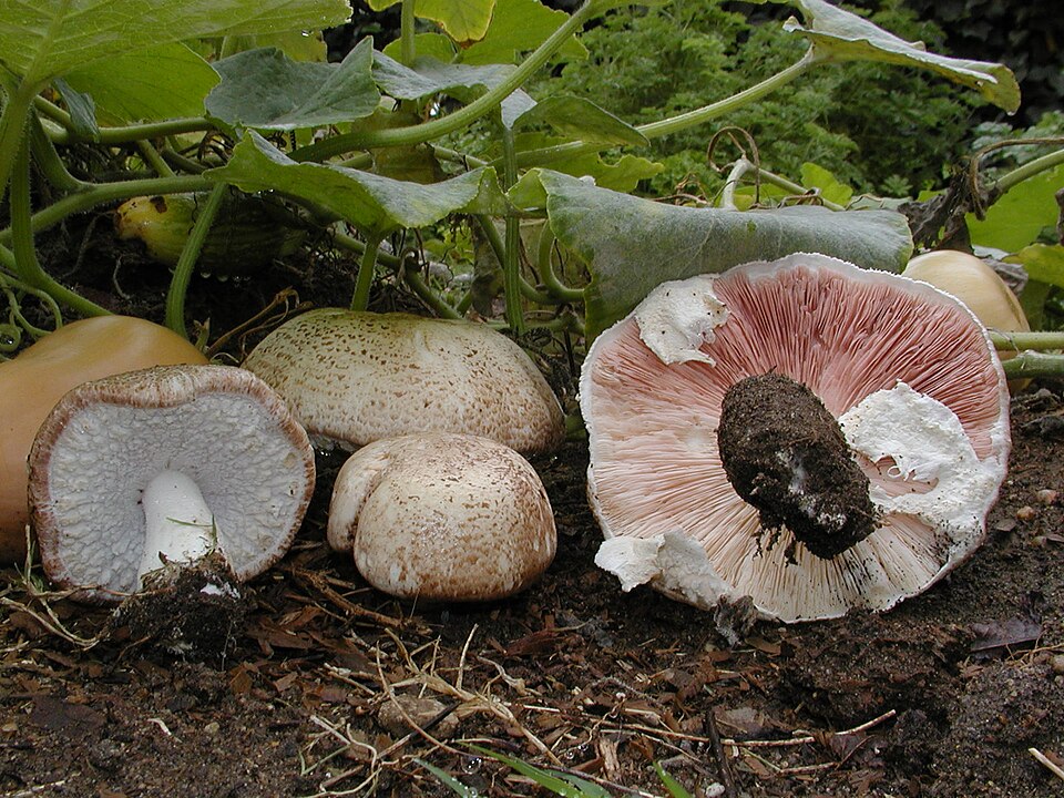 Agaricus Blazei plant