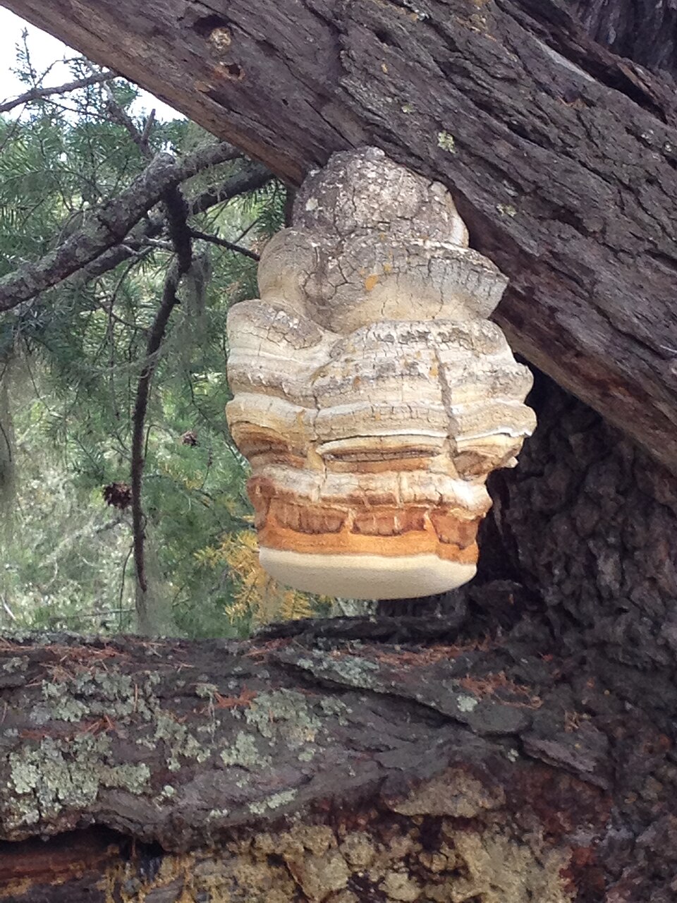 Agarikon Mushroom plant