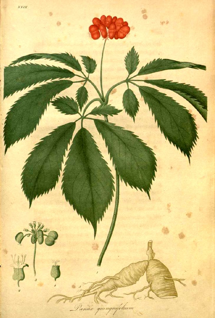 American Ginseng plant