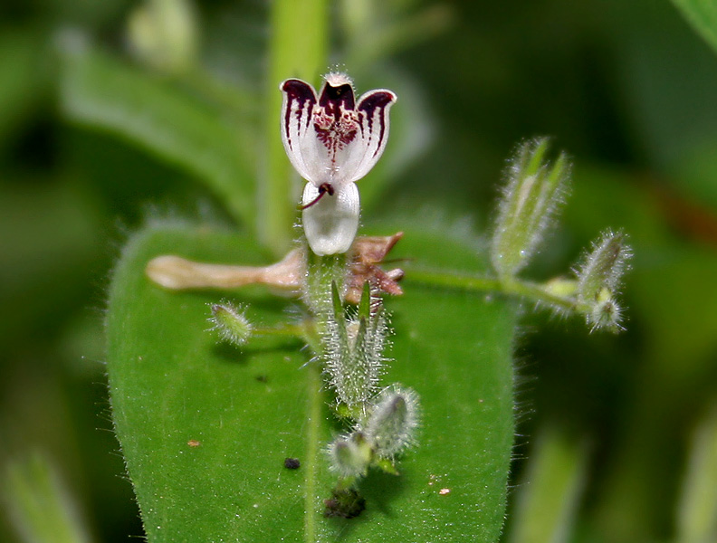 Andrographis plant