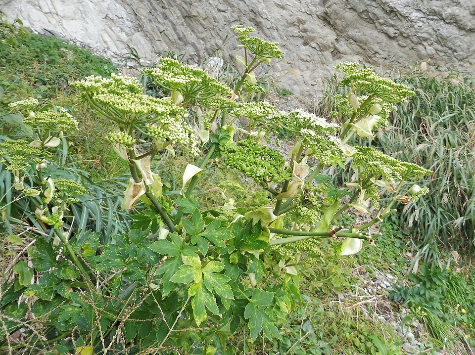 Ashitaba plant