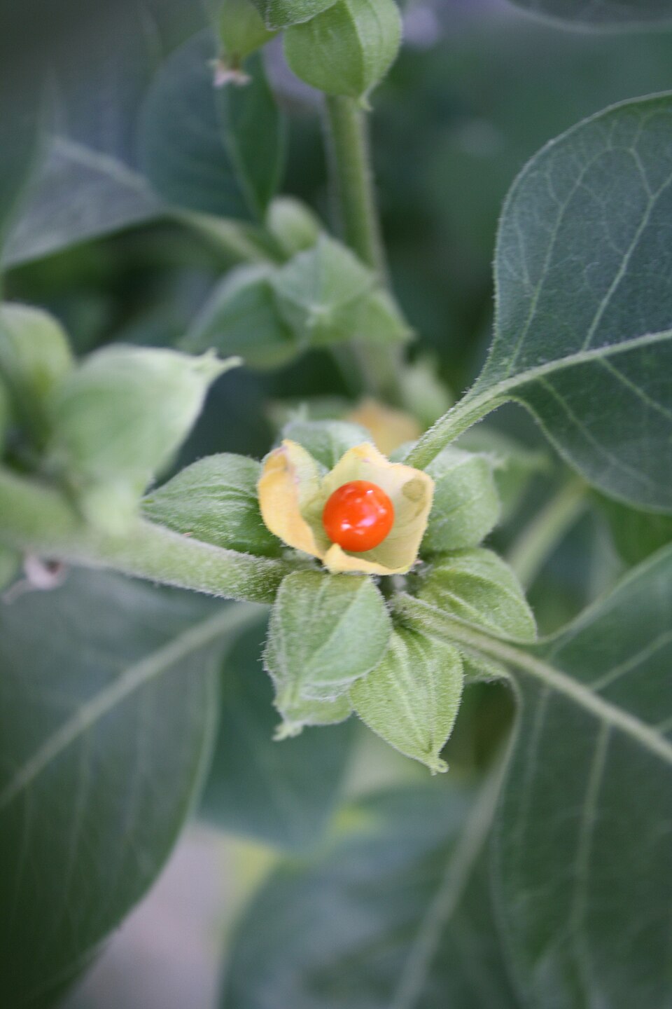 Ashwagandha plant
