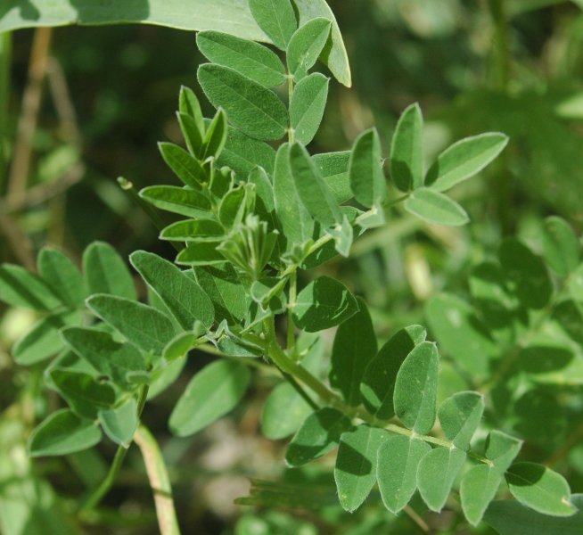Astragalus plant