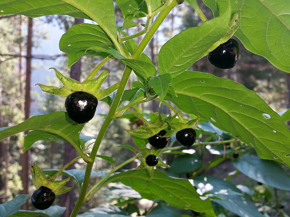 Atropa belladonna plant