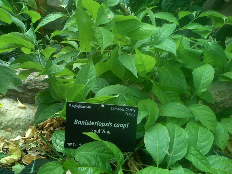 Banisteriopsis caapi plant