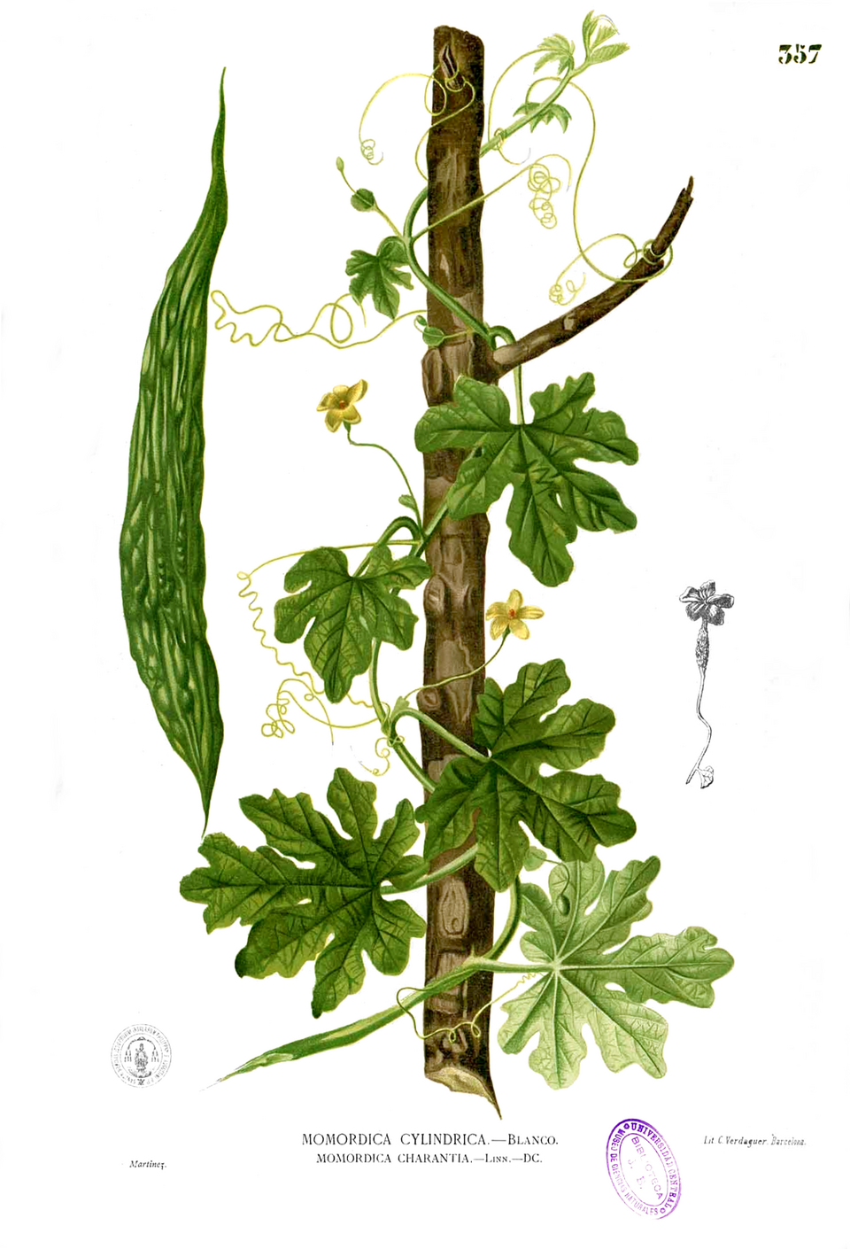 Bitter Melon Extract plant