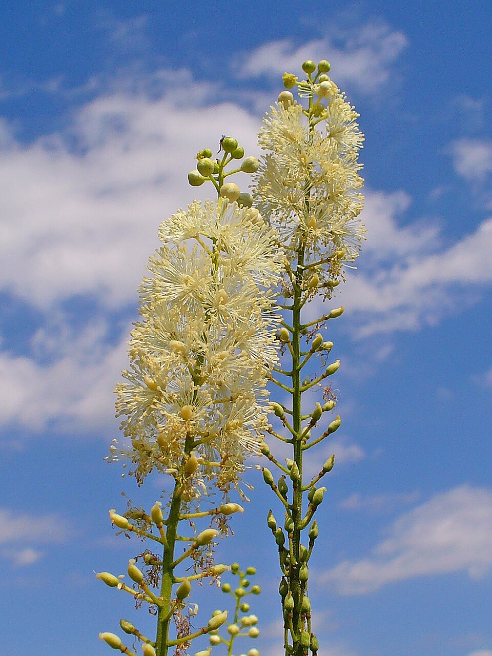 Black Cohosh plant