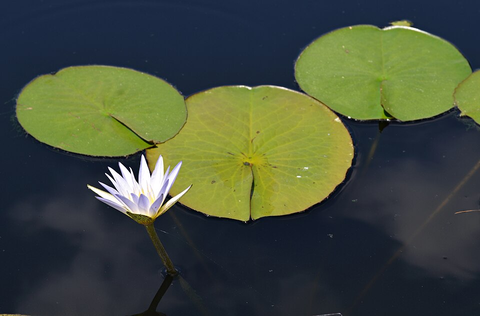 Blue Lotus plant