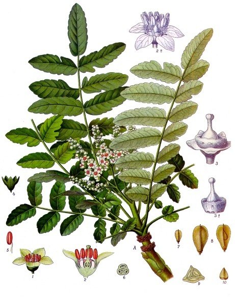 Boswellia plant
