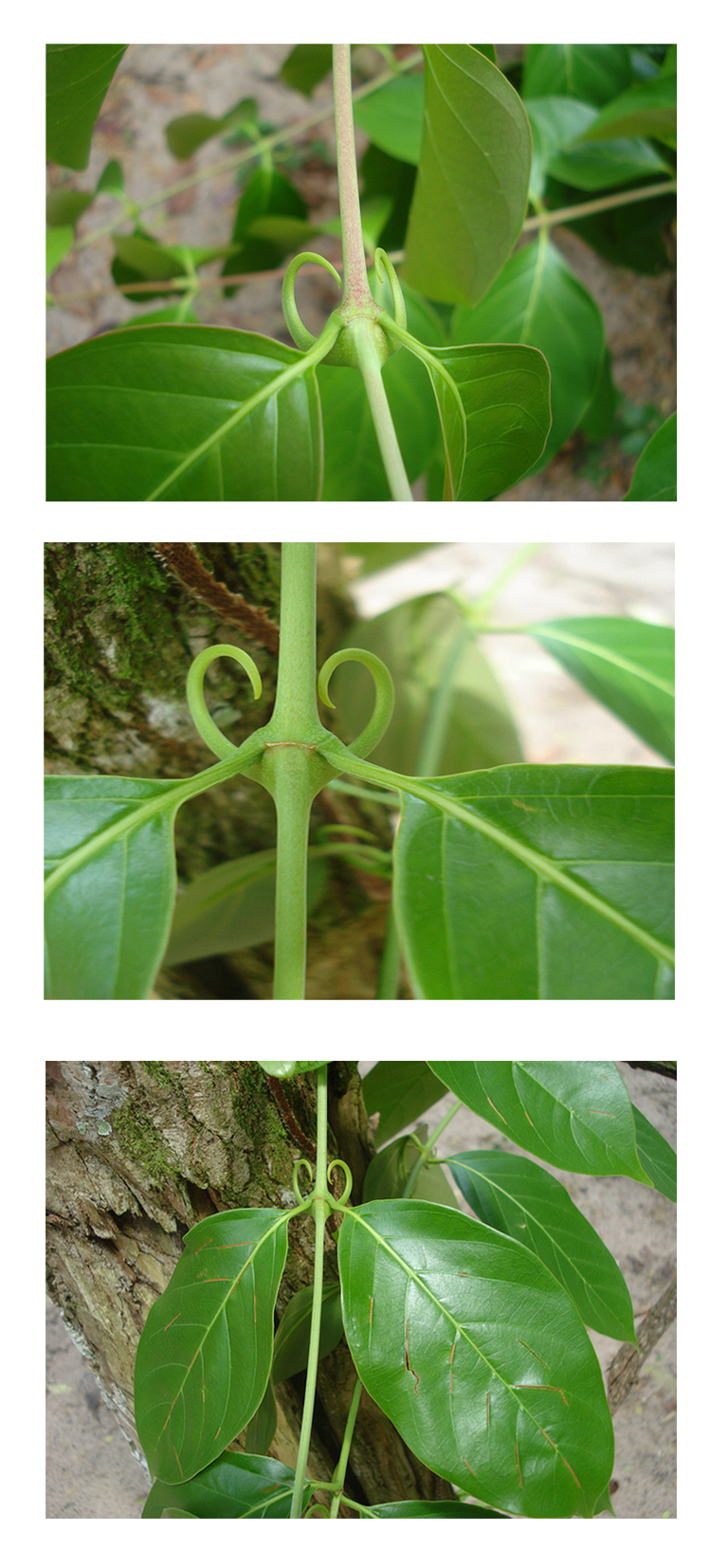 Cat's Claw plant