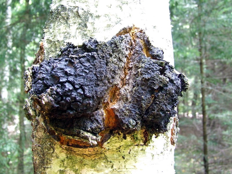 Chaga Mushroom plant
