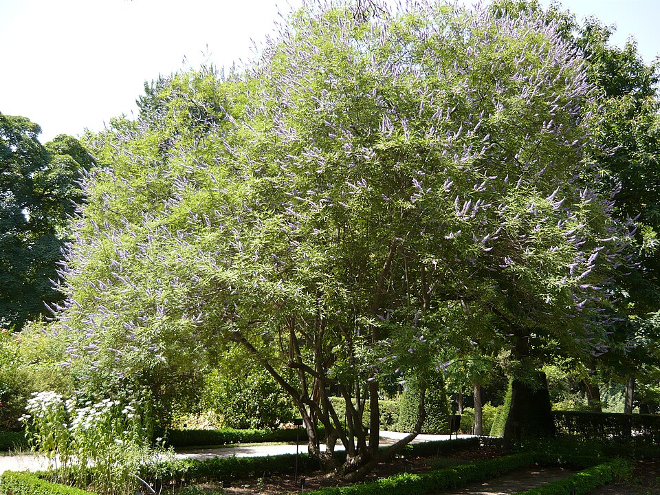 Chaste Tree (Vitex) plant