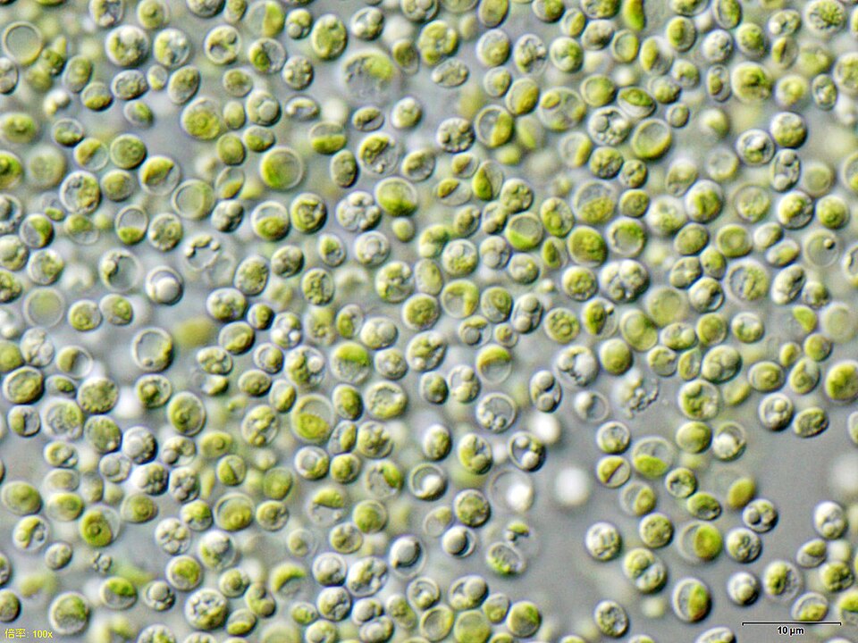 Chlorella plant