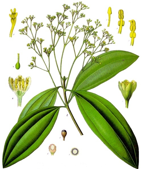 Cinnamon Extract plant