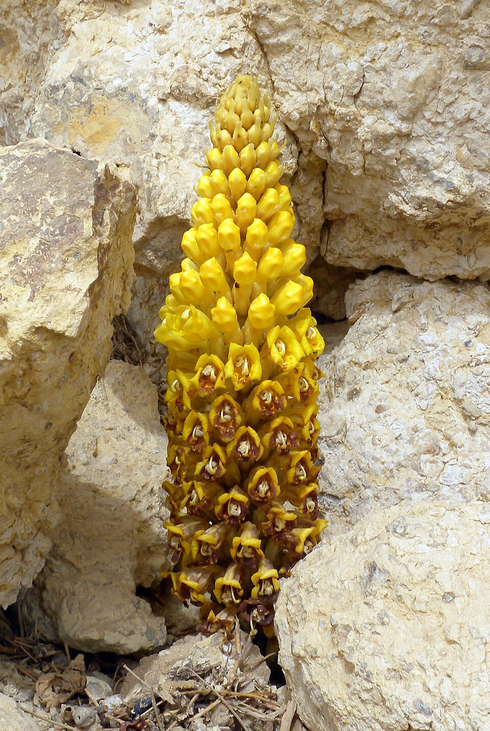 Cistanche plant