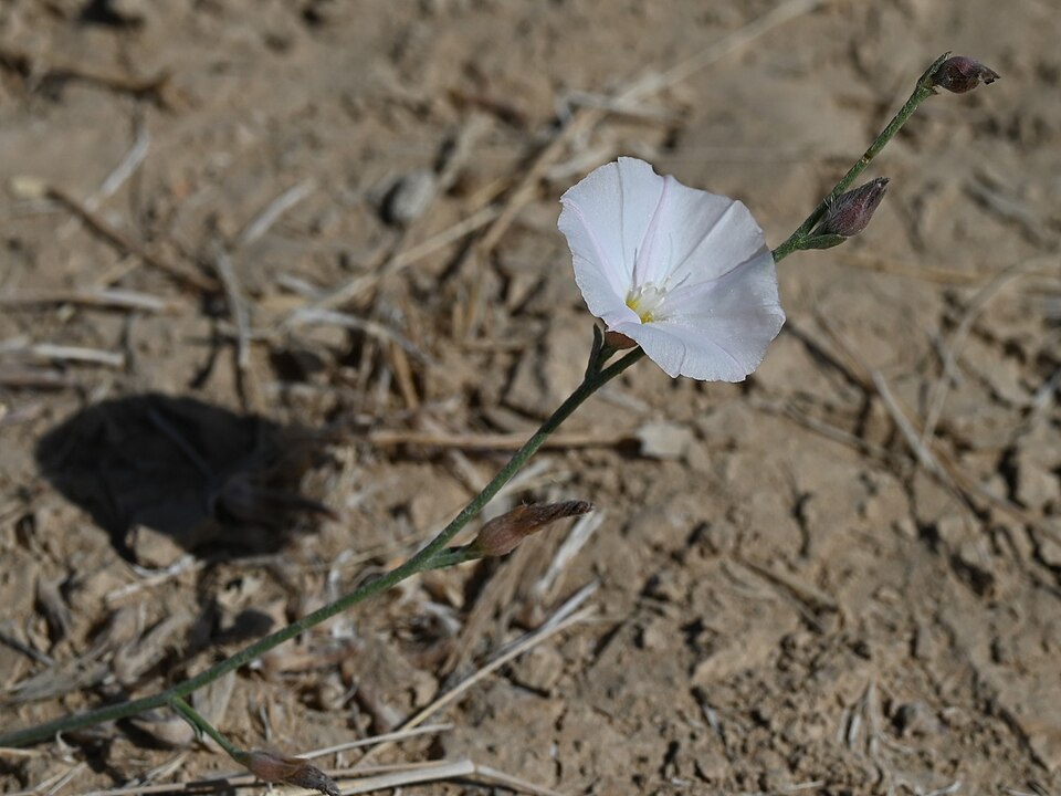 Convolvulus Pluricaulis plant