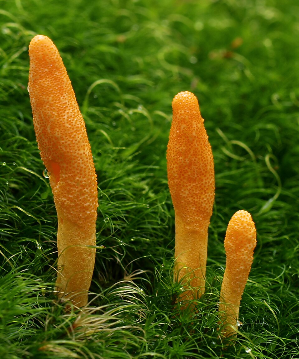 Cordyceps plant