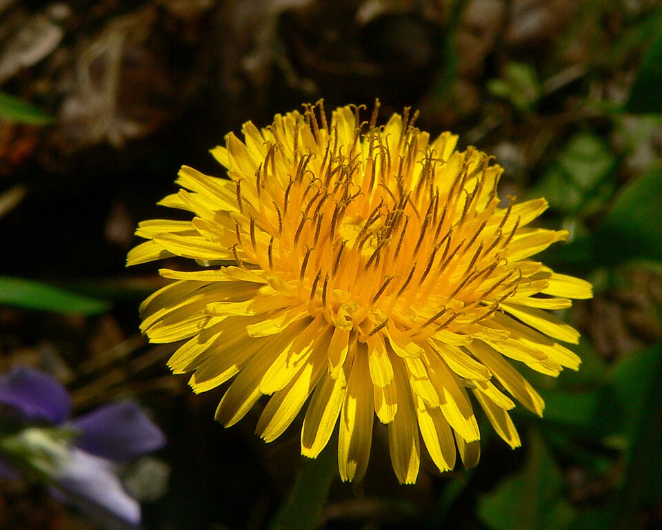 Dandelion Root plant