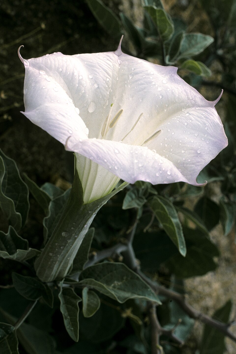 Datura plant