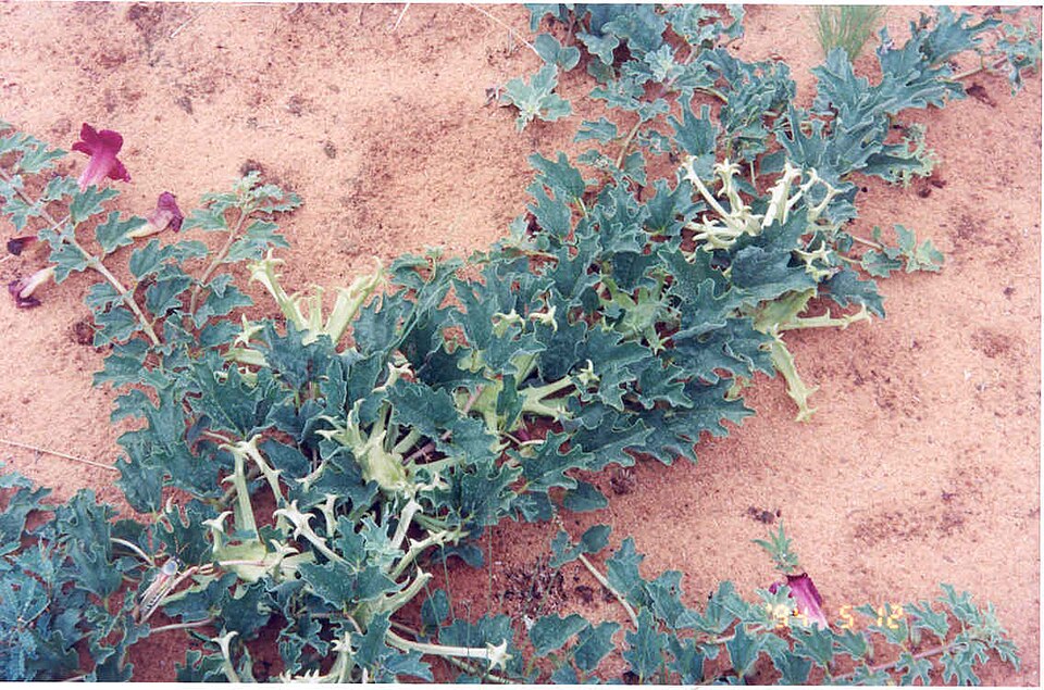 Devil's Claw plant