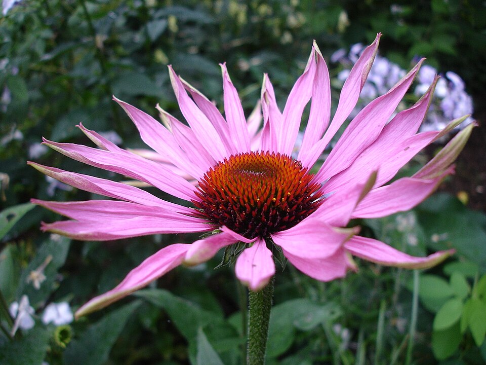 Echinacea plant