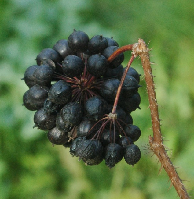 Eleuthero plant