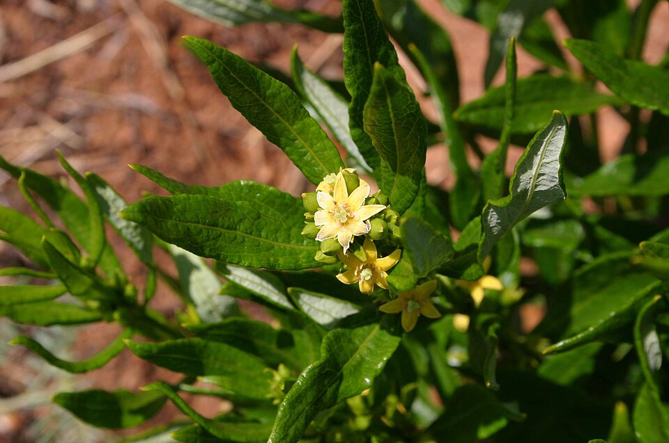 Fadogia Agrestis plant