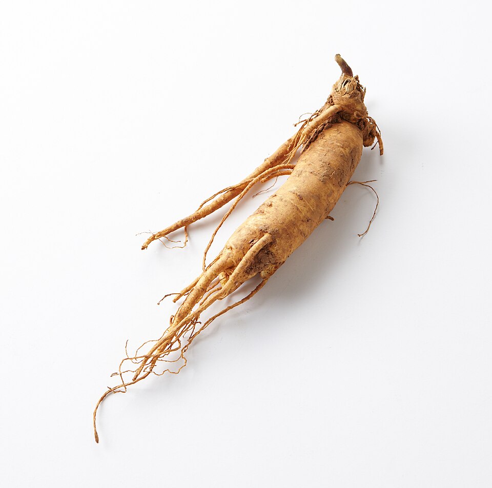 Ginseng plant