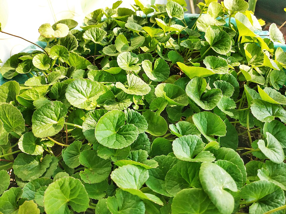 Gotu Kola plant
