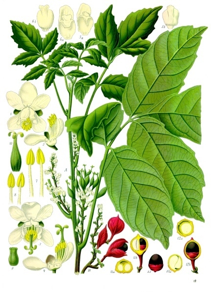 Guarana plant