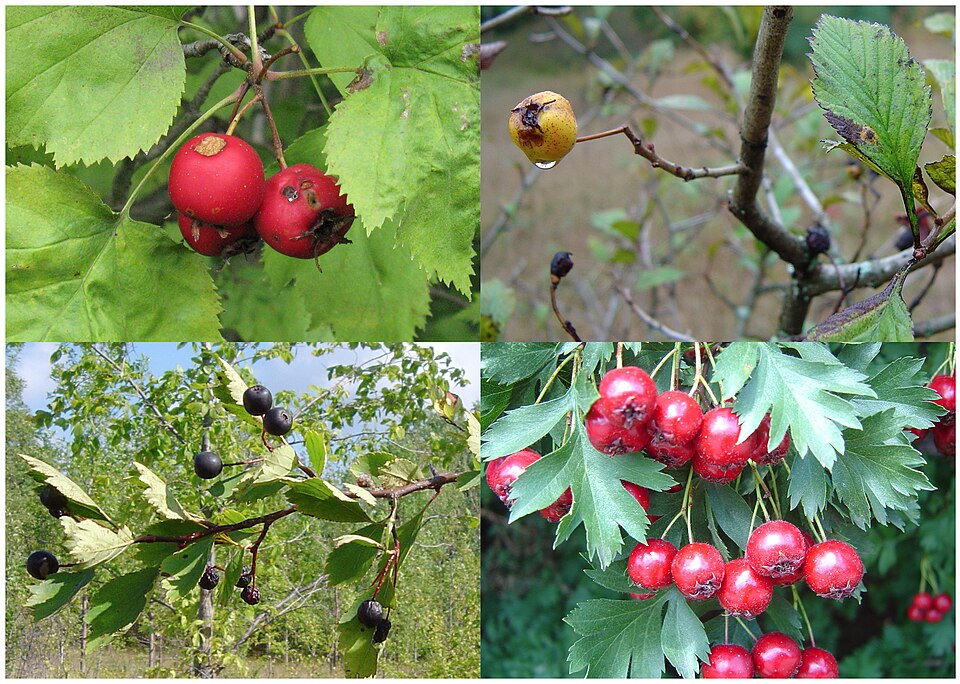 Hawthorn plant