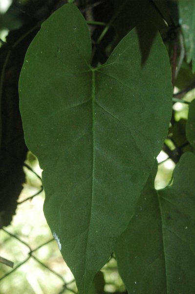 He Shou Wu plant