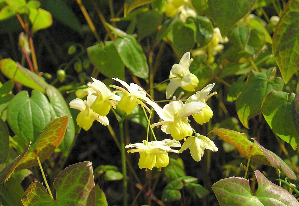 Horny Goat Weed (Epimedium) plant