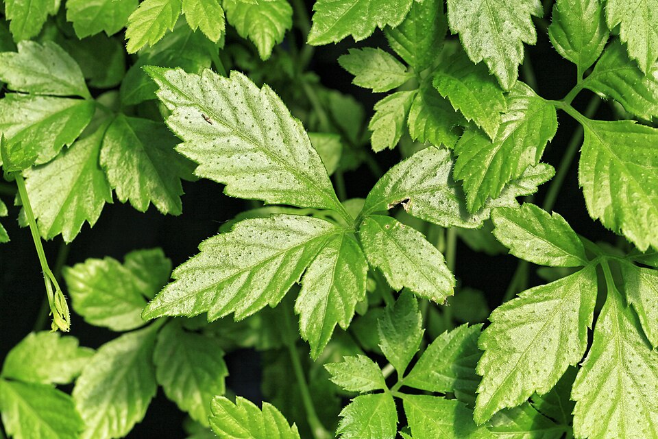 Jiaogulan plant