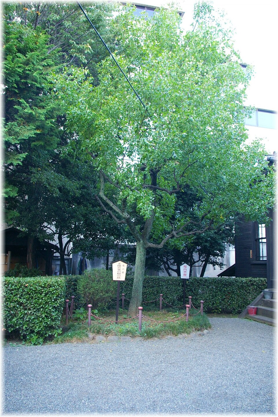 Jujube plant