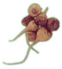 Maca plant