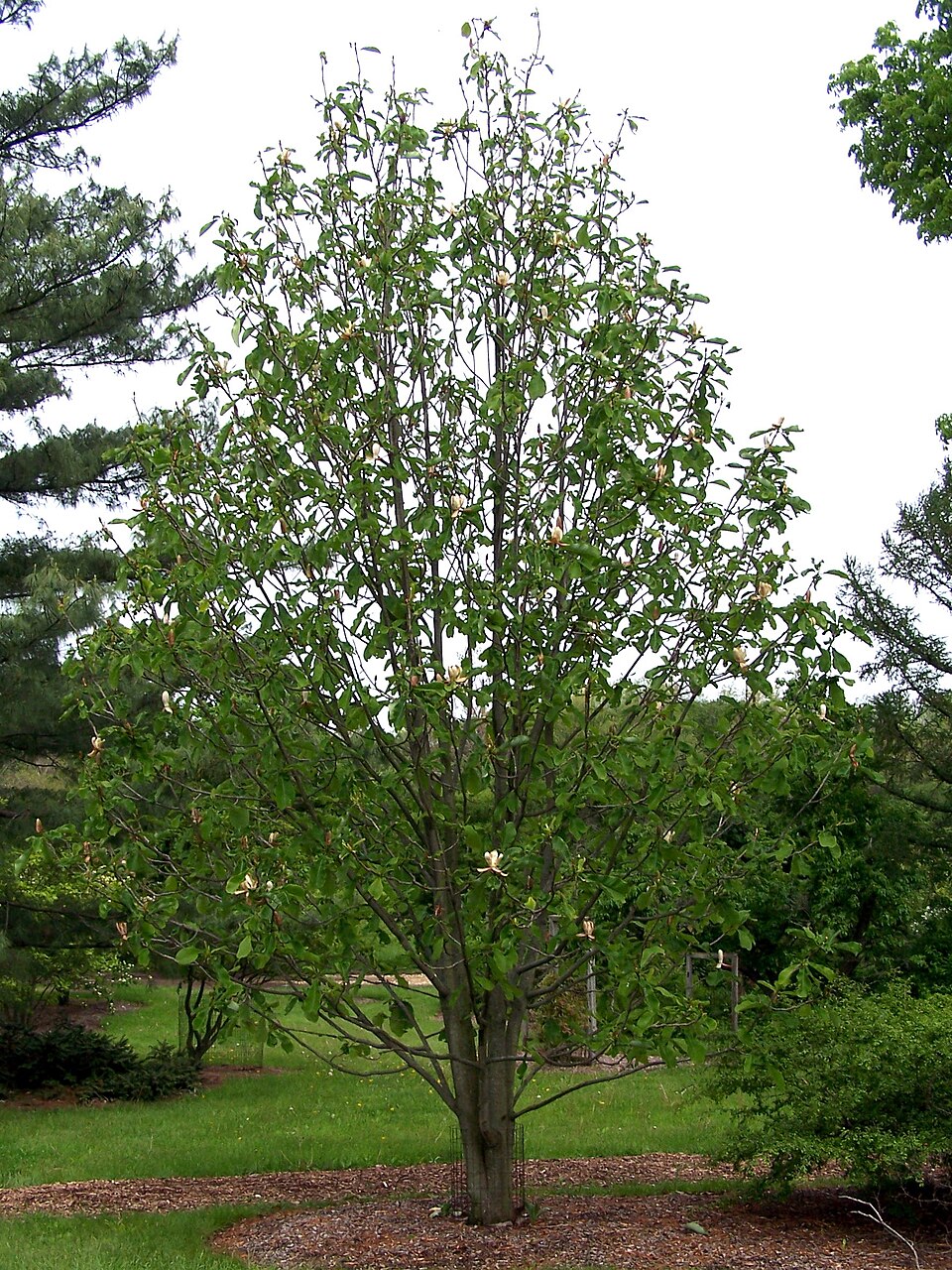 Magnolia Bark plant