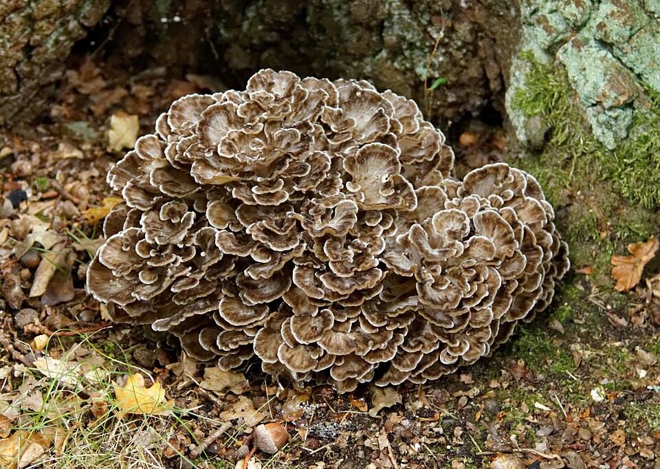 Maitake plant