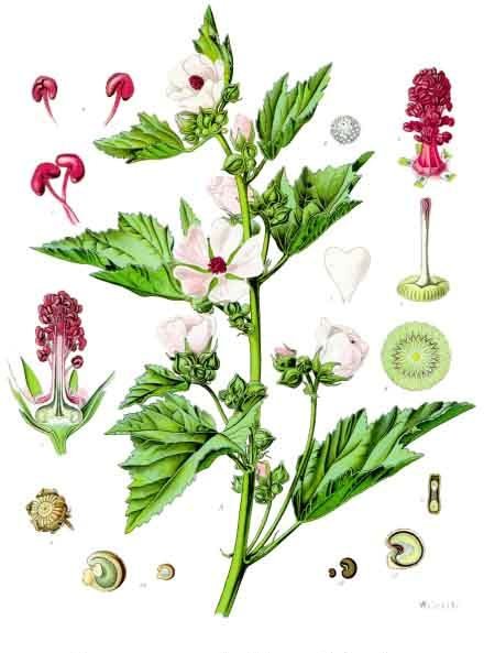 Marshmallow Root plant