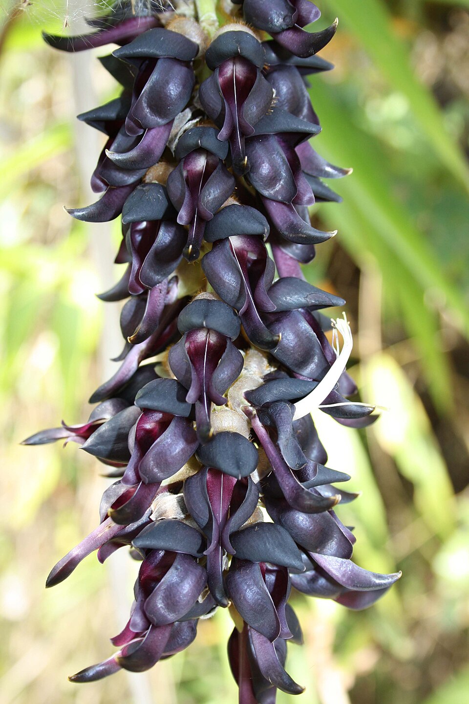 Mucuna Pruriens plant