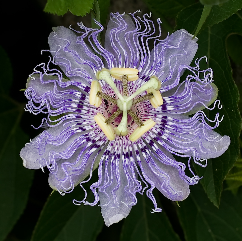Passionflower plant