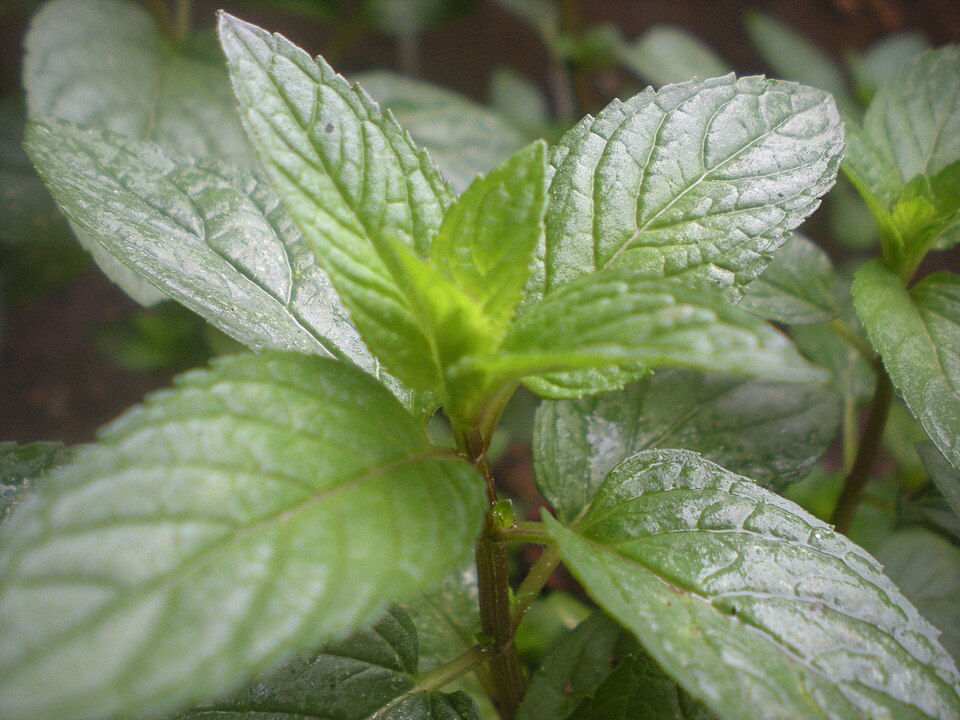 Peppermint Oil plant