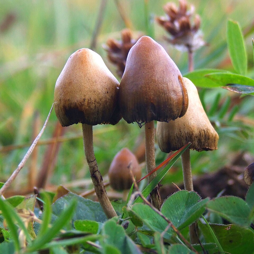 Psilocybin mushrooms plant