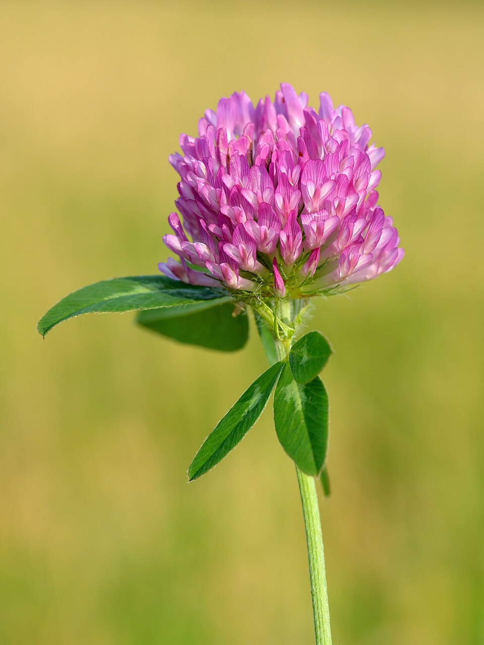 Red Clover plant