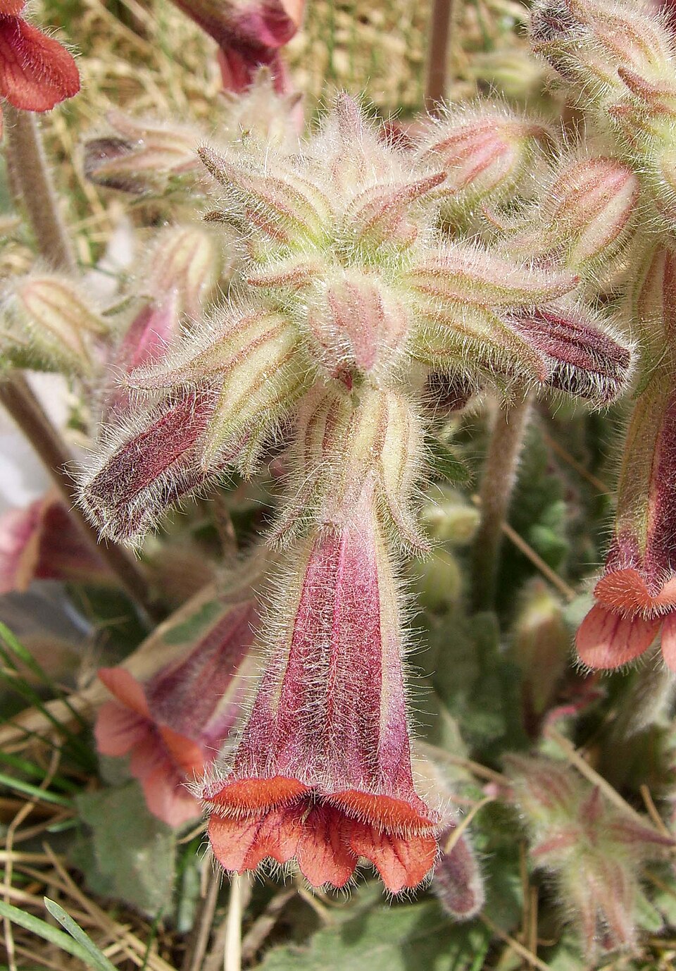 Rehmannia plant