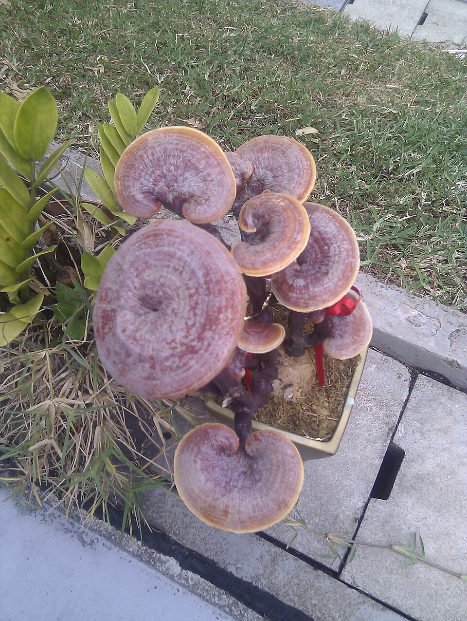 Reishi plant