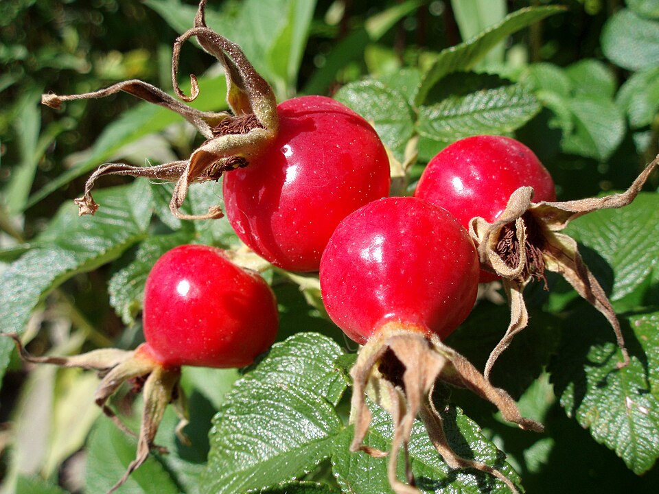 Rose Hip Extract plant