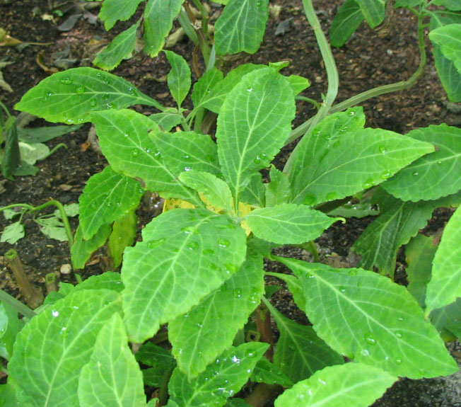 Salvia divinorum plant