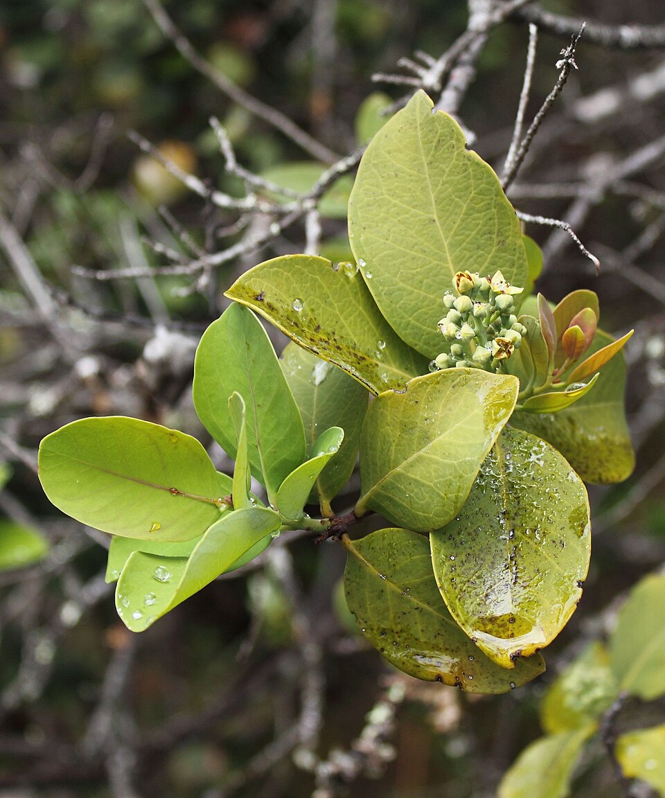 Sandalwood plant