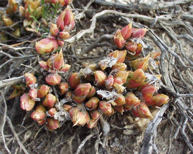 Sceletium Tortuosum plant